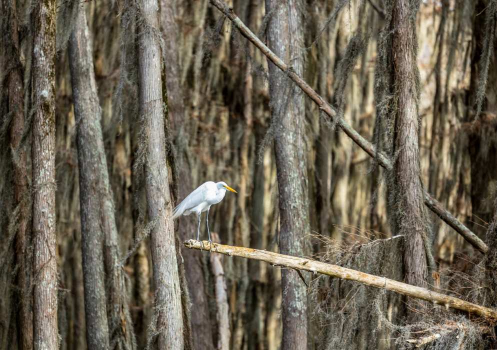 A large white bird sits on a toppled tree in front of a forest