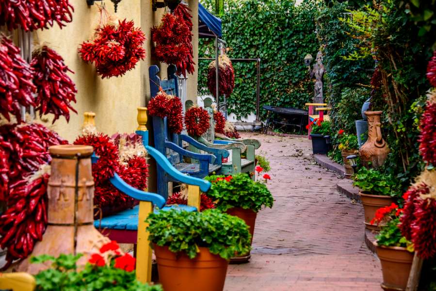 A vibrant and colorful brick pathway in Old Town, Albuquerque. Brightly-painted benches are surrounded by hanging bunches of peppers, flowers, and potted plants.